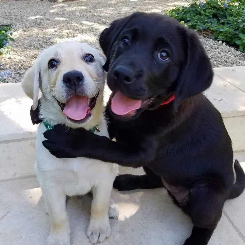 Pet photo