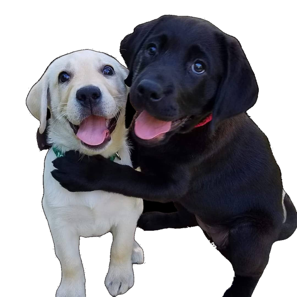 Pet with background removed